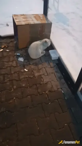 Sokak hayvanı besleme: 1 kap yemek 1 küçük baraka onlar için çok sey demek