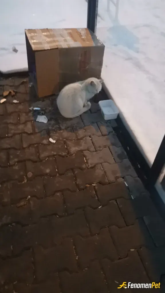 Sokak hayvanı besleme: 1 kap yemek 1 küçük baraka onlar için çok sey demek