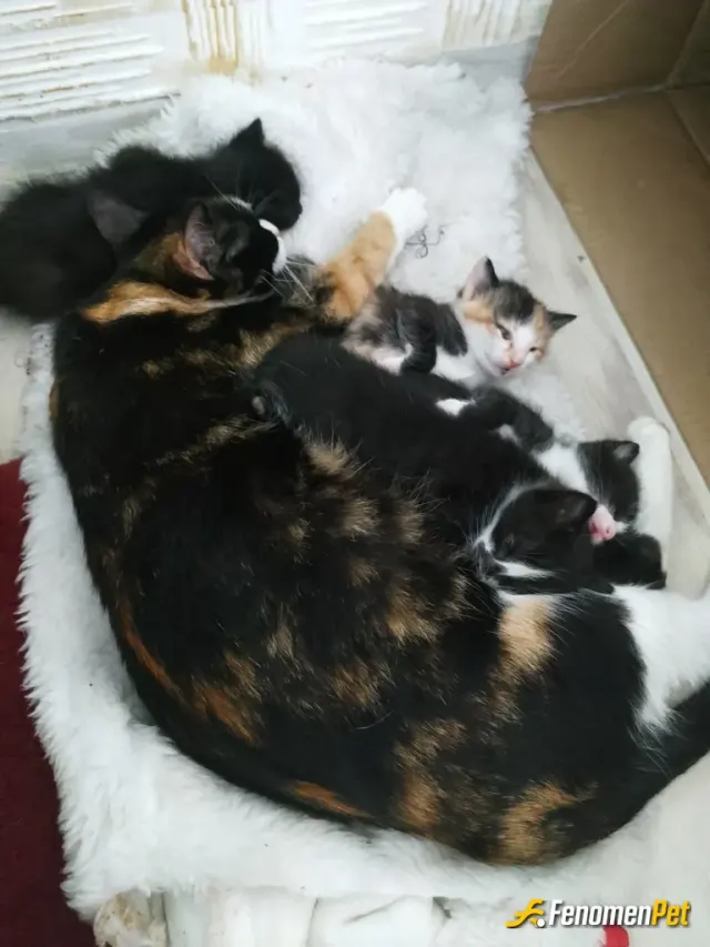 Sokak hayvanı besleme: Kendi kedilerime mama alıyorken ki bu arada benim kedilerim de sokak kedisi şu an 11 tane dışarıda gördüğün bü