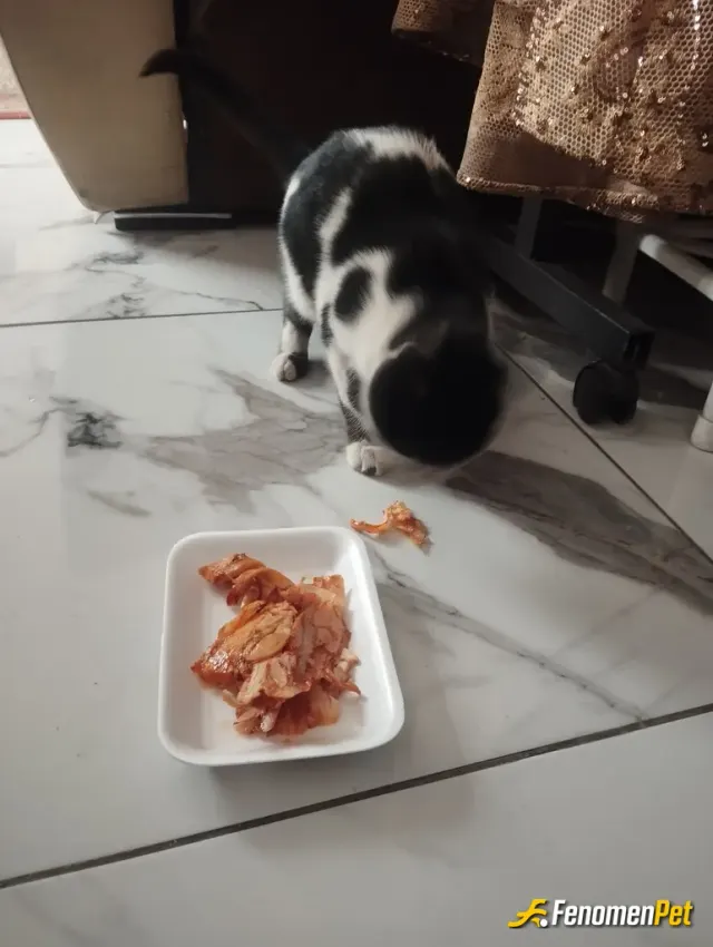 Sokak hayvanı besleme: Soğuk havada çalıştığım işyerine aldım kediyi birazda döner keyfi sürdü artık hep geliyor 😄