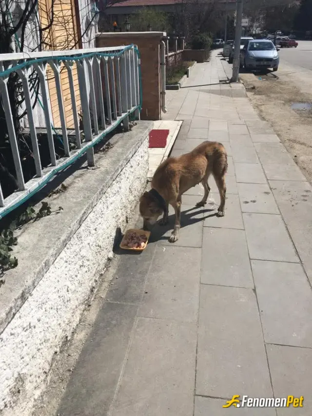 Sokak hayvanı besleme: #Fenomenpet hassas yüreğiyle ile birlikte heryerde