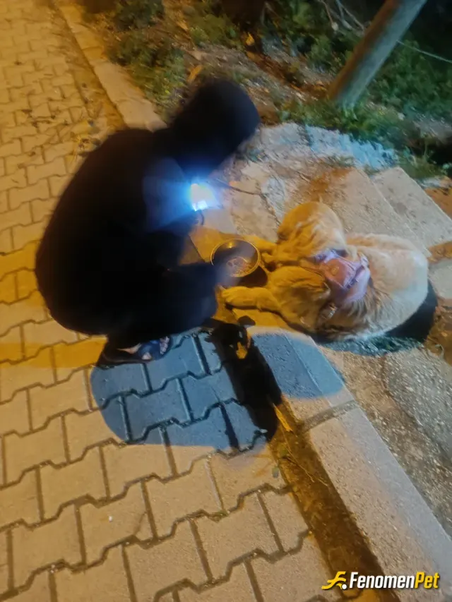 Sokak hayvanı besleme: Mama vererek yardımcı olmaya çalıştım.