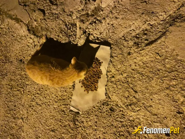 Sokak hayvanı besleme: Ağzı var dili yok hergün mahallemdeki kediler için köşe başlarına biraz yem bırakıyorum bu sitede böyle bi uyg