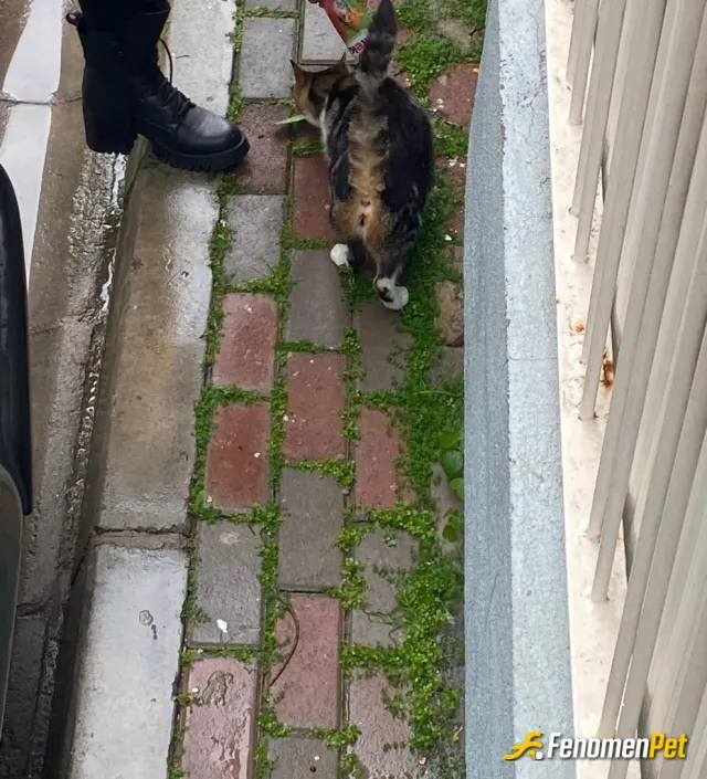 Sokak hayvanı besleme: yaş mama ile besliyorum