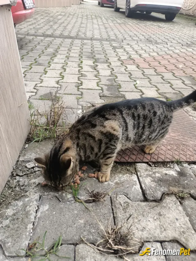 Sokak hayvanı besleme: Buda benim kahvem