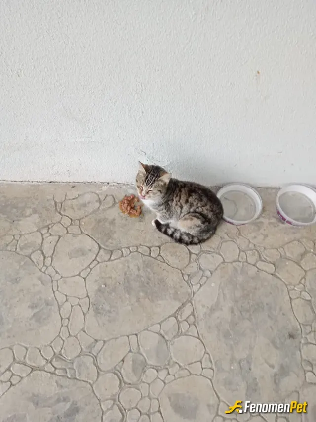 Sokak hayvanı besleme: #Fenomenpet