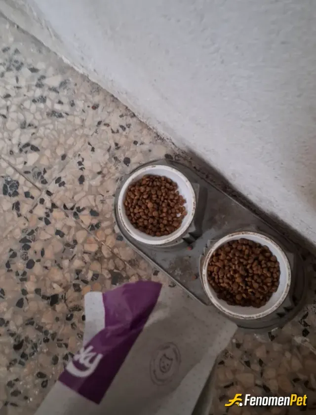 Sokak hayvanı besleme: Evimin kapısının da bulunan 5 adet kedinin mama kabı