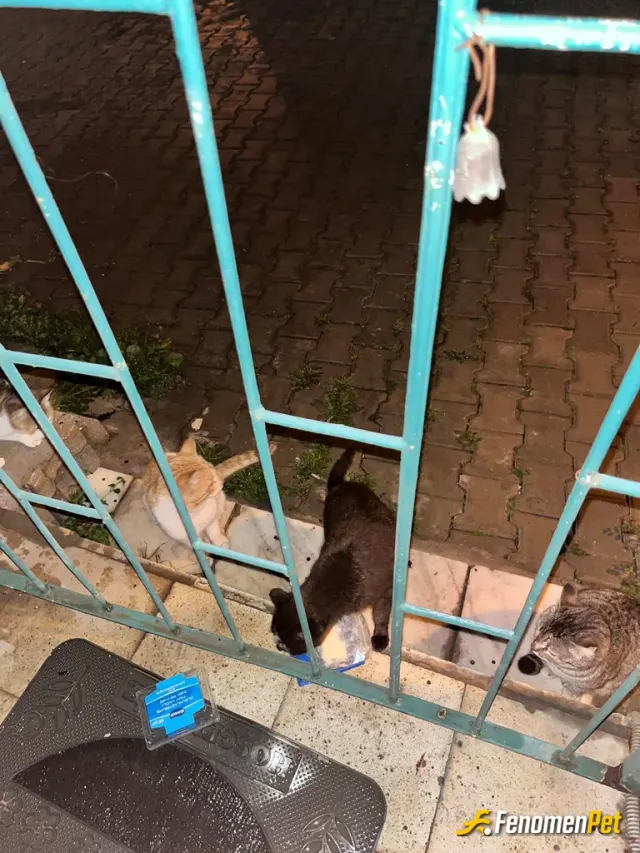 Sokak hayvanı besleme: Evimin önündeler ve ben her gün besliyorum. Sadık dostlar.