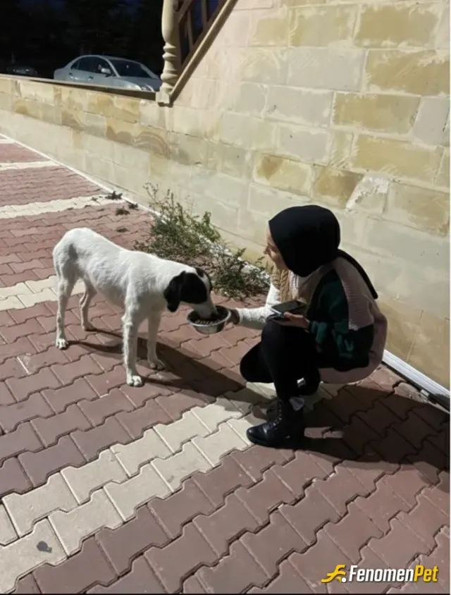Sokak hayvanı besleme: Sokak hayvanı besleme projesine katılıp tüm gün hayvanlarımızı besledik