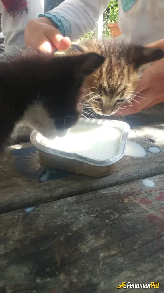Sokak hayvanı besleme: Kedi canlarımıza süt verdim