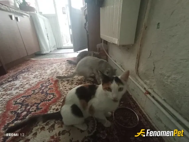 Sokak hayvanı besleme: 5 kedim 1 köpeğim 2 kuşum var.
Kedilerin 3nü sokaktan yaralı ve hasta halde sahiplendim. Şuan hepsi iyi ve a