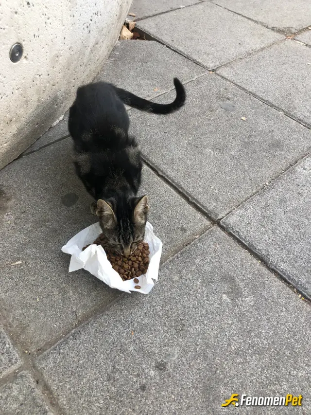 Sokak hayvanı besleme: sokak hayvanları