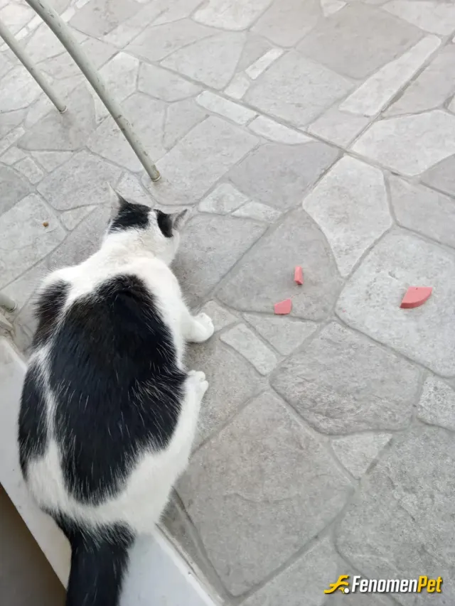 Sokak hayvanı besleme: afiyet olsun 😄