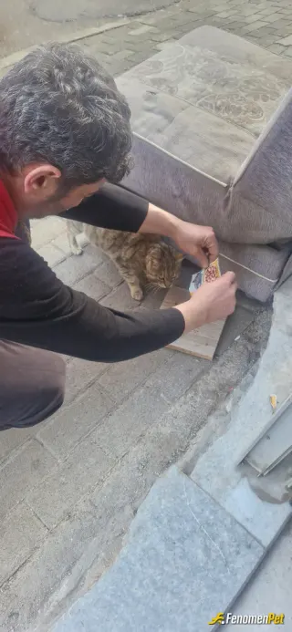 Sokak hayvanı besleme: Beslemeyi seviyoruz