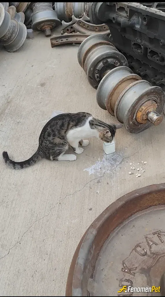 Sokak hayvanı besleme: Pati Dostu 😊😊