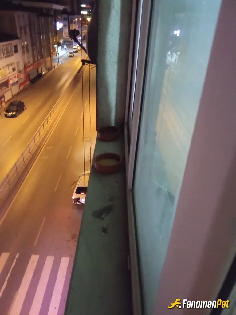 Sokak hayvanı besleme: Kuşlar da hayvan