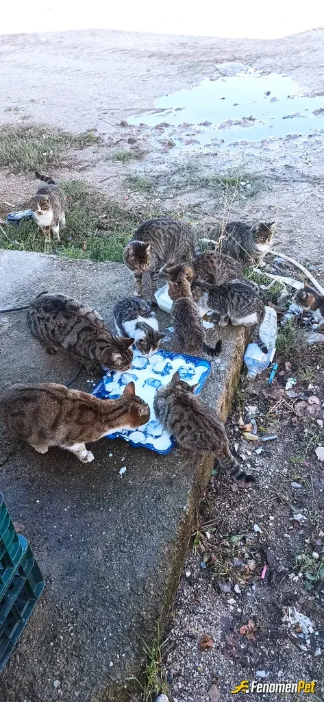 Sokak hayvanı besleme: Siz Yerdekilere Merhamet Edersiniz Göktekide Size Merhamet Ederr..