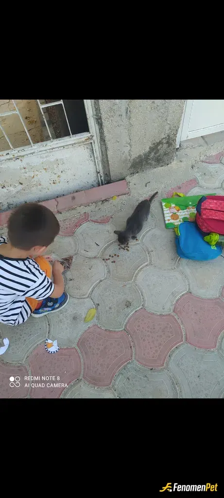 Sokak hayvanı besleme: Yardım etmek herkese nasip olmaz