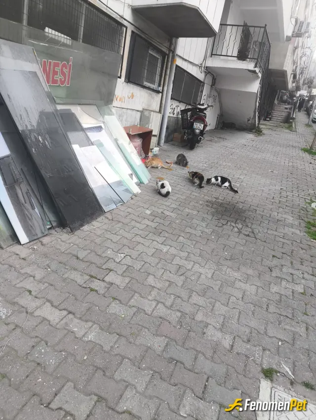 Sokak hayvanı besleme: yuvalarının bulunduğu yere mama koyarak yardımcı oldum