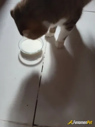 Sokak hayvanı besleme: Eve gelirken hep beni kapımızda bekliyo olurlar bu sadece biri birçok kedi var besleğim çok seviyorum