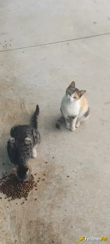 Sokak hayvanı besleme: Sokagimizda bulunan tüm kedilere yardım eli her daim uzatirim