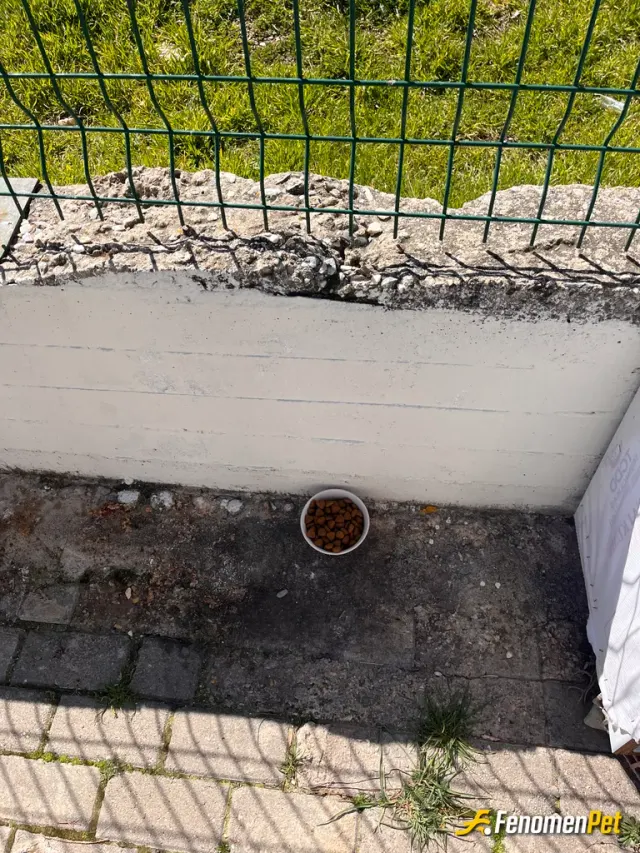 Sokak hayvanı besleme: Herkezn nasibi ayri