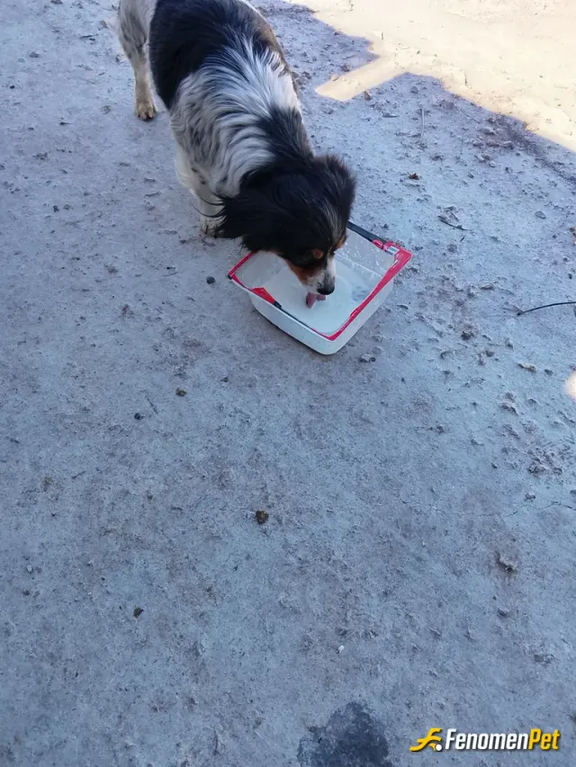 Sokak hayvanı besleme: Köpeğe süt verdim elimden geleni yapıyorum her sokak hayvanı için