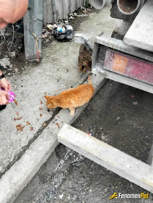 Sokak hayvanı besleme: minik paticikler sessiz sakin beklerken beni görünce koşarak gelmeleri