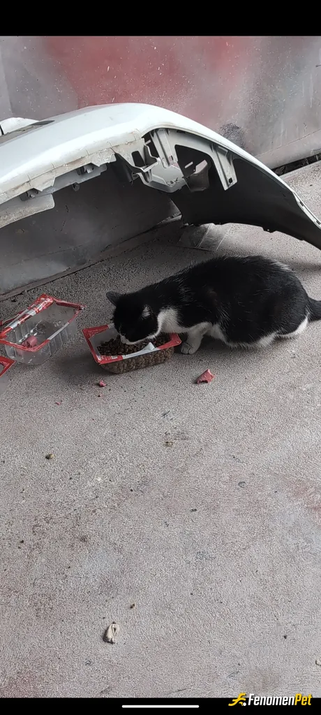 Sokak hayvanı besleme: Surekli dukanimizn onunde kedi kopek besliyoruz
