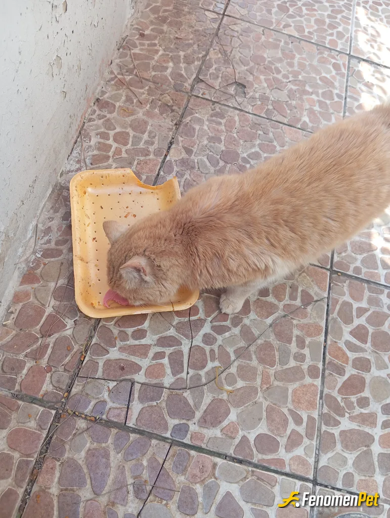 Sokak hayvanı besleme: Sokak hayvanlarınin da cani vardır.