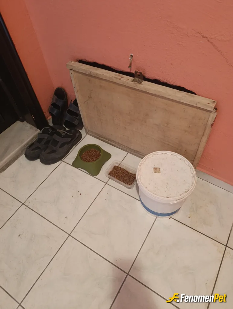 Sokak hayvanı besleme: Soğuk günler için binanın içinde koruyorum onları