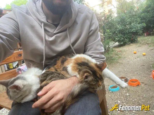 Sokak hayvanı besleme: Evimin bahçesi