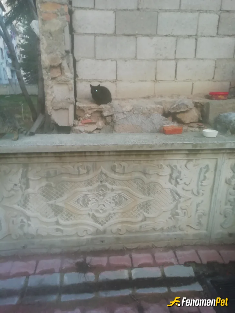 Sokak hayvanı besleme: Mama ve su veriyorum