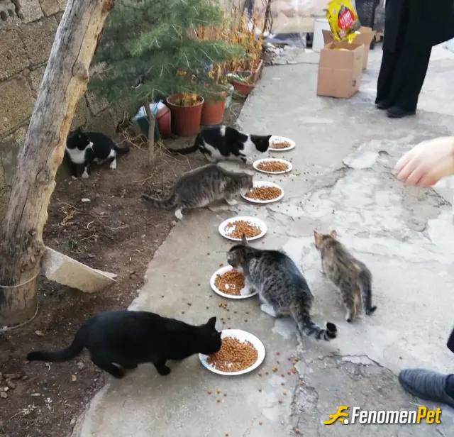 Sokak hayvanı besleme: #fenomenpet
Patili dostlarımızı lütfen unutmayalım