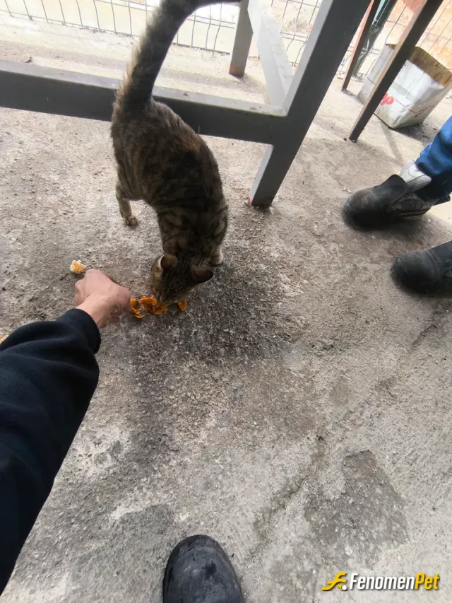 Sokak hayvanı besleme: #Fenomen Pati Dostu Hayvanlar Beslemek Mükemmel Güzel Bir Duygu 🙂