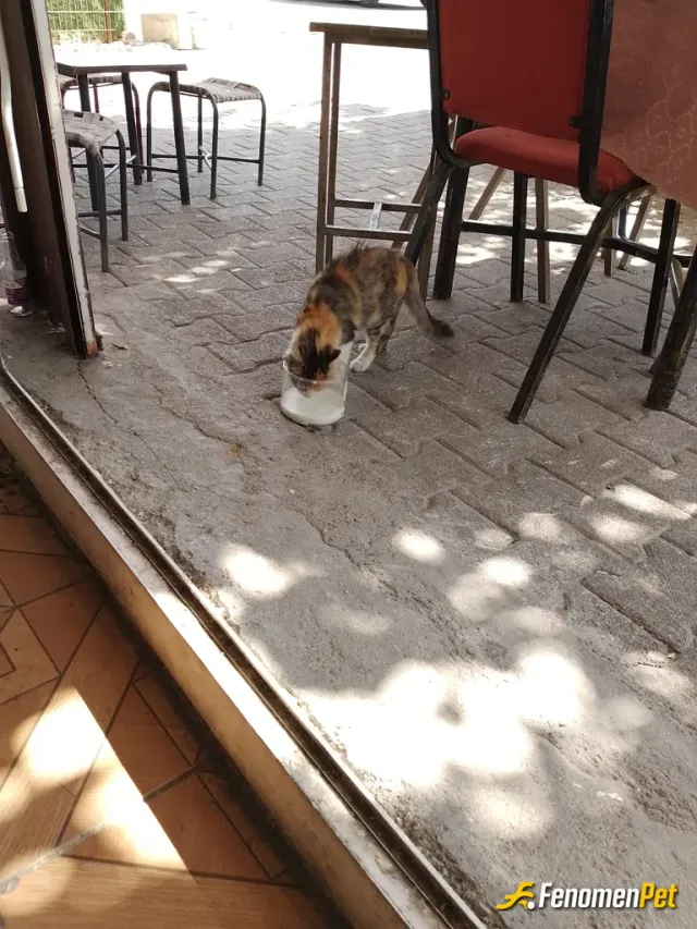Sokak hayvanı besleme: Fenomenbet sokak hayvanları için her yerde yem bırakmamız lazım