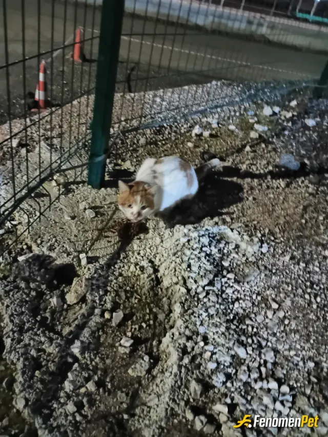 Sokak hayvanı besleme: İş yerinde sürekli gelip mama istiyor her geldiğinde hakkını alıyor