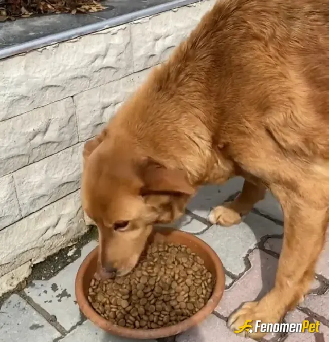 Sokak hayvanı besleme: Komşumun köpeğini bugün ben beslemek istedim aslında video çekmiştim videodan foto kirptim iyi gunleeer hayvan