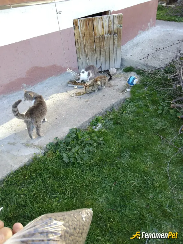 Sokak hayvanı besleme: Bir çok pisi pisi var burda