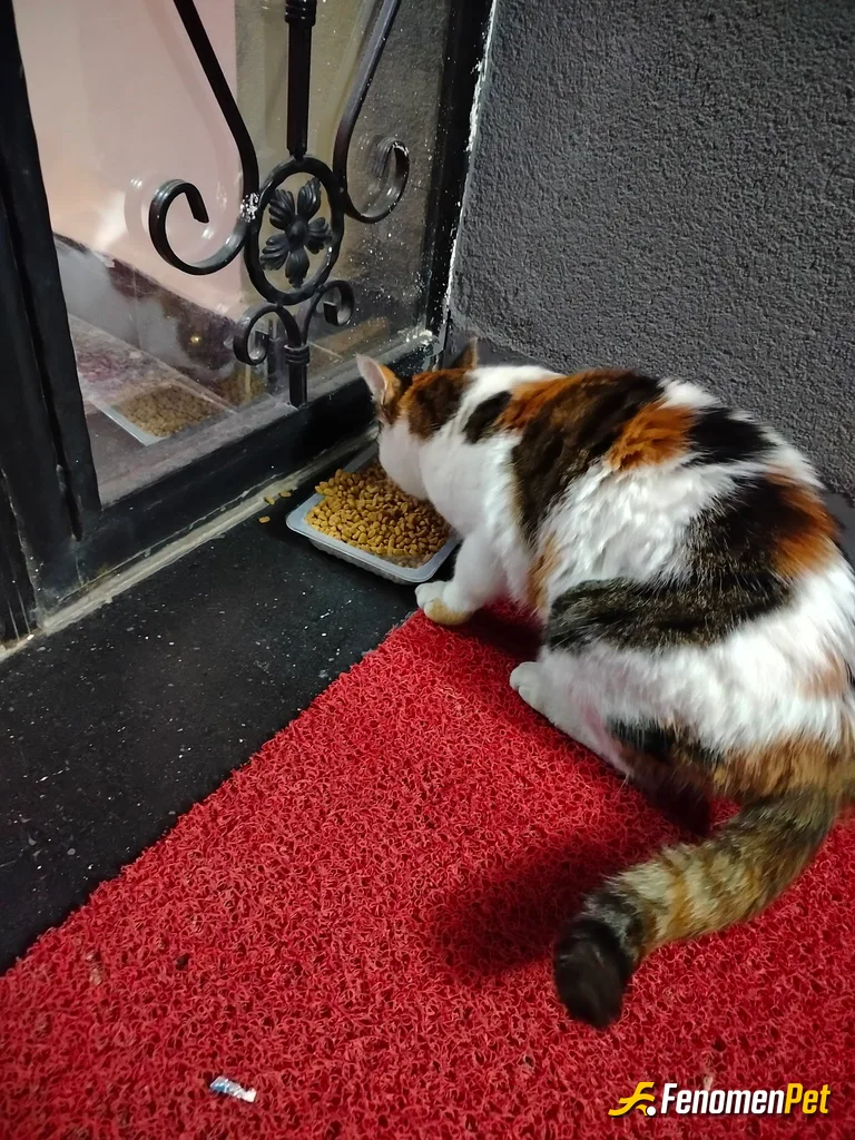 Sokak hayvanı besleme: Bundan 10 sene sonra her hayvan beslerken hatırlanacaksın fenomenbet :)
