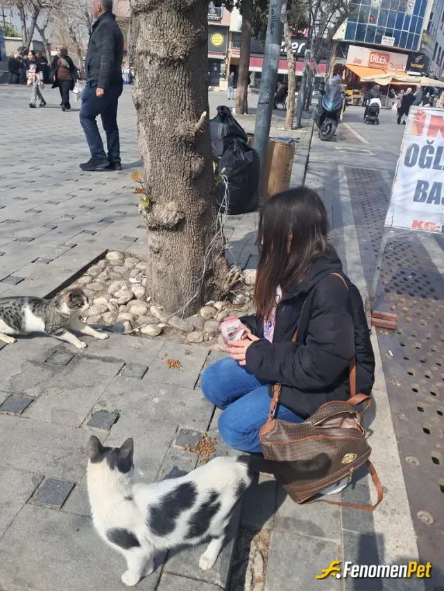 Sokak hayvanı besleme: Kızımın sevgisi çok nerede görse mutlaka besler