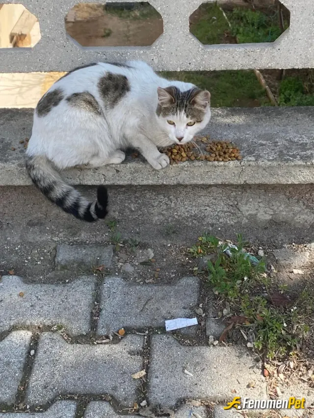 Sokak hayvanı besleme: Kuru mama ve şu bırakıyorum mahallemde