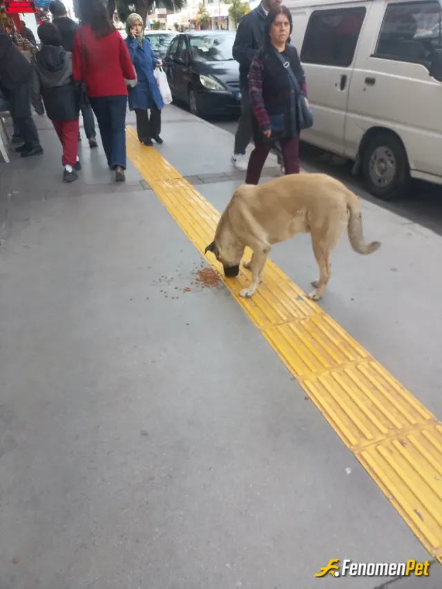 Sokak hayvanı besleme: Sokak hayvanı açtı mama aldım verdim
