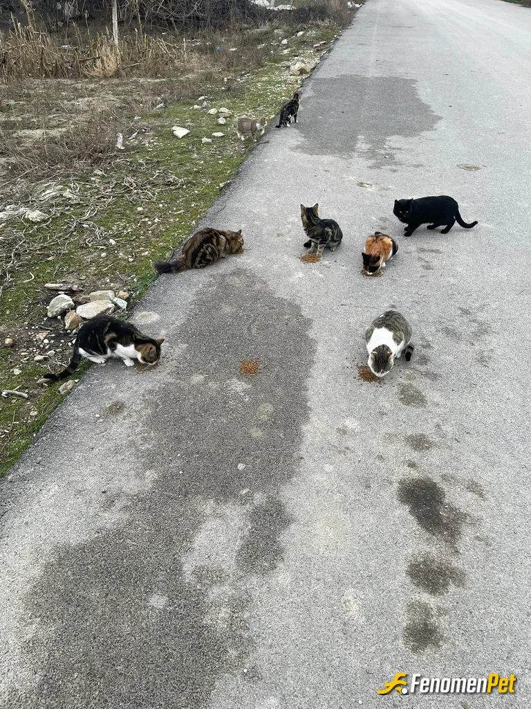 Sokak hayvanı besleme: evimin önündeki kediler