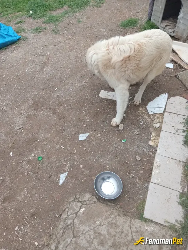 Sokak hayvanı besleme: Elimden geldiğince mama kulube desteği