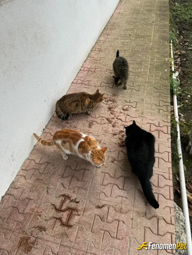 Sokak hayvanı besleme: Onlara her gün mama alıp besliyorum