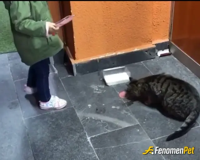 Sokak hayvanı besleme: Biz de pazar kahvaltısı  önce sokaktaki kedilere verilir 🤭