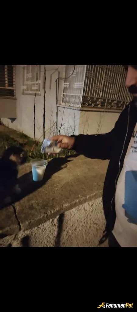 Sokak hayvanı besleme: Gördüğüm yerde mama alıp veririm