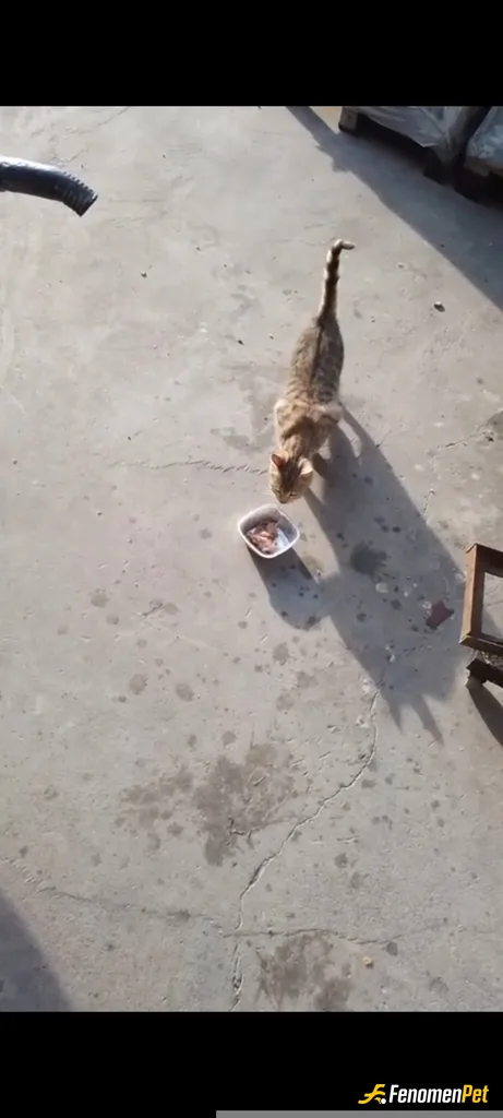 Sokak hayvanı besleme: İş yerinin etrafındaki kedilerle öğlen yemeğimizi paylaştık....
🐈🐈⬛