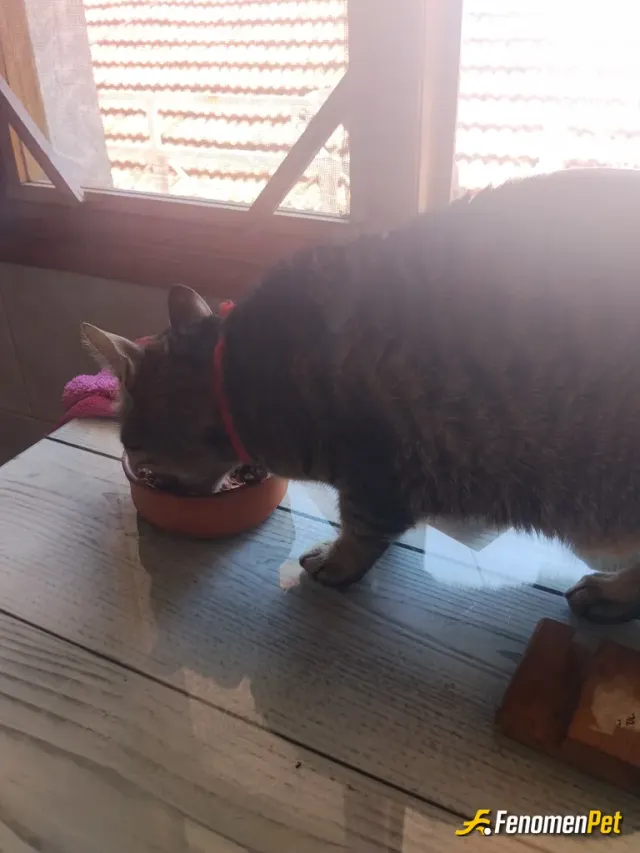 Sokak hayvanı besleme: kedi besliyorum yaş mamayla zavallı çok acıkmış